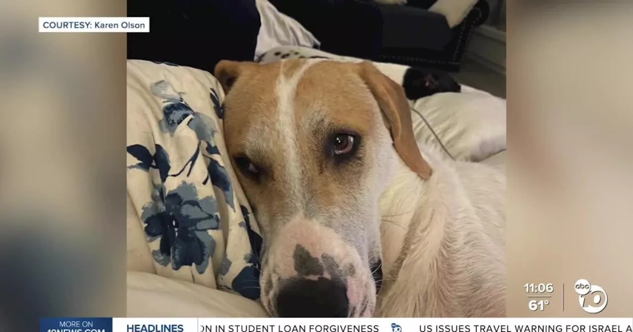 Dog owner hopes to spread awareness after beloved dog dies from disease