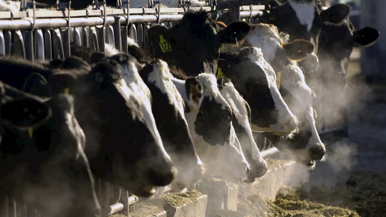 Highly Pathogenic Avian Influenza Found in Dairy Cow Herds in Multiple U.S. States