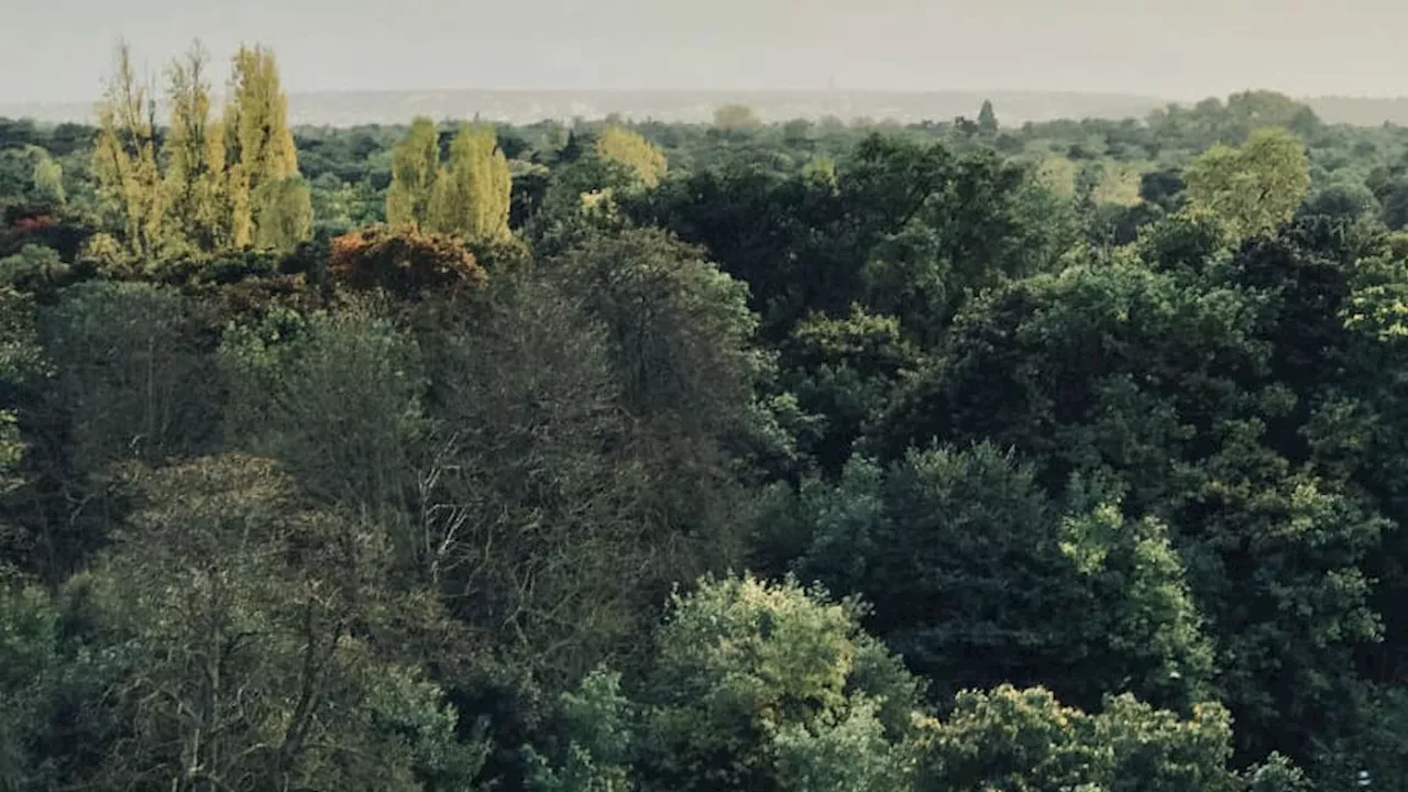 INFO BFMTV. Un homme soupçonné d'une centaine de viols au bois de Boulogne interpellé