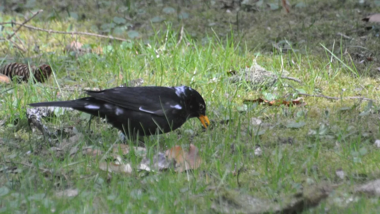 Stuttgart: Auch manche Vögel bekommen graue oder weißes Federn