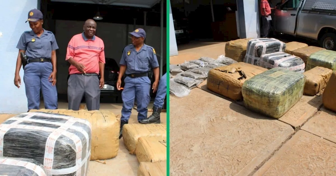 Limpopo Police Confiscate R3 Million Worth of Dagga in Burgersfort Operation, Mzansi Stunned