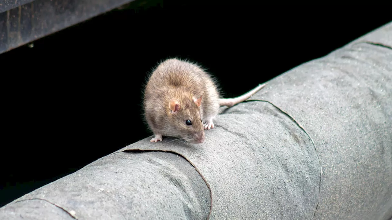 Un conseiller propose des pilules contraceptives pour contrôler les naissances de rats à New York