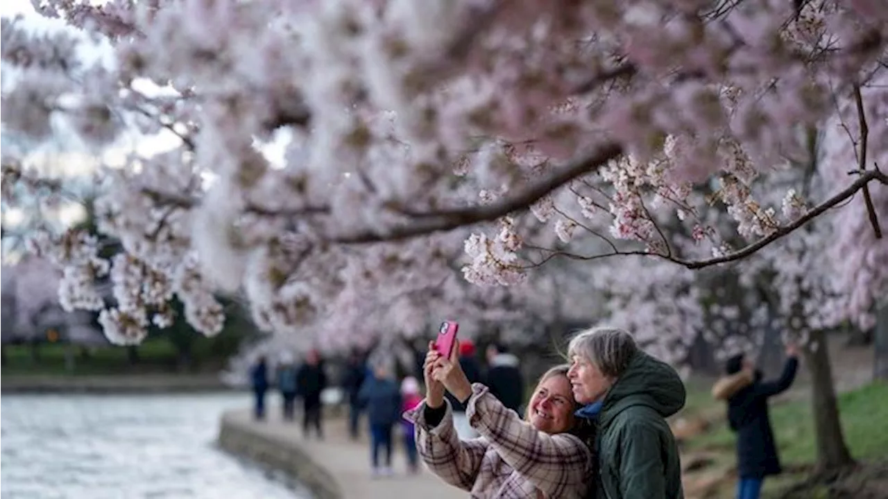 Viral Diduga Turis Indonesia Rusak Sakura di Jepang, Pahami Etikanya