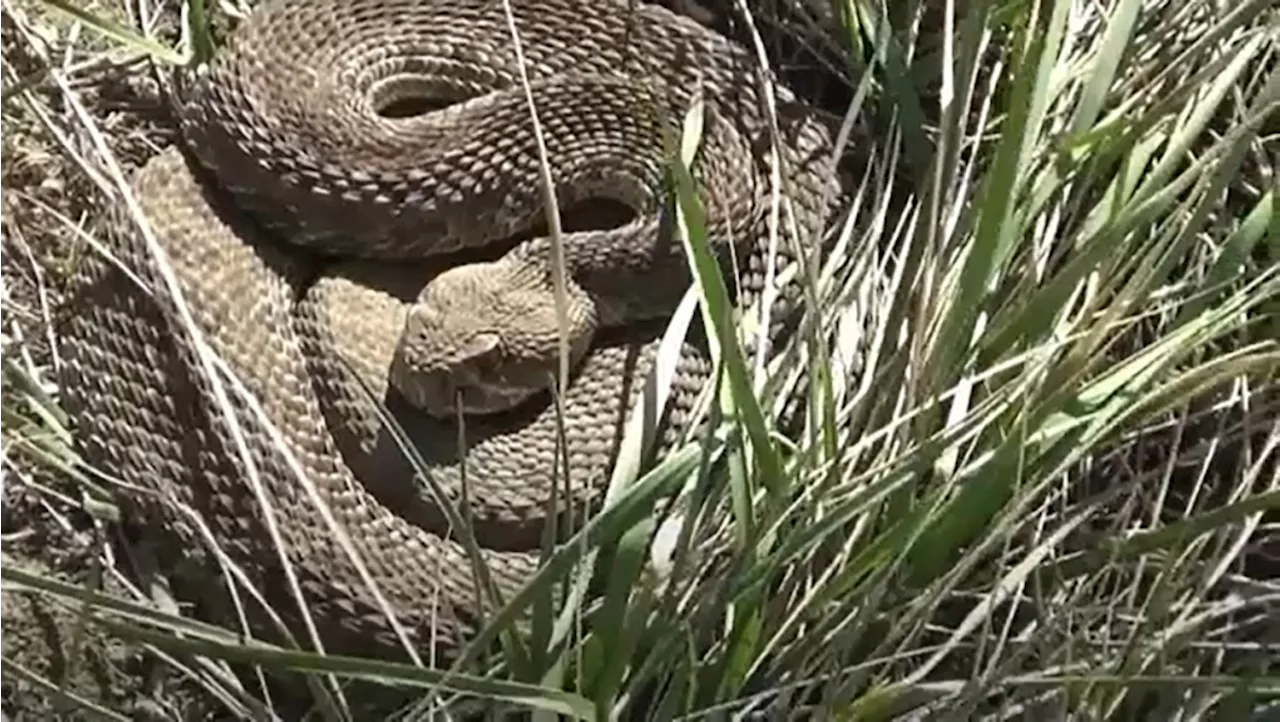 Rattlesnakes Emerging from Hibernation in Lethbridge