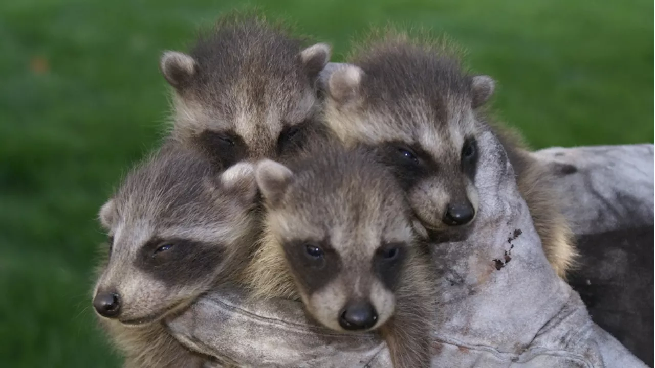 Increasing Number of Wild Animals Causing Problems for Humans in Canada