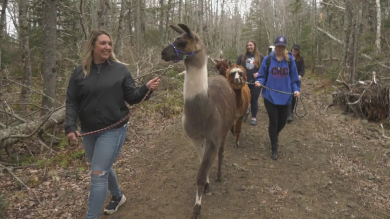 Llama-zing Adventures: Walking Llamas Becomes a Popular Tourist Activity