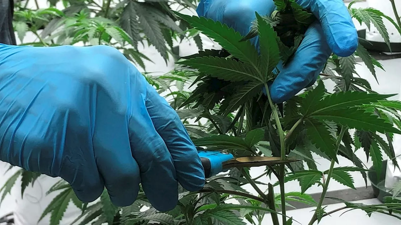 Nio gripna för miljardbedrägeri i cannabishärva