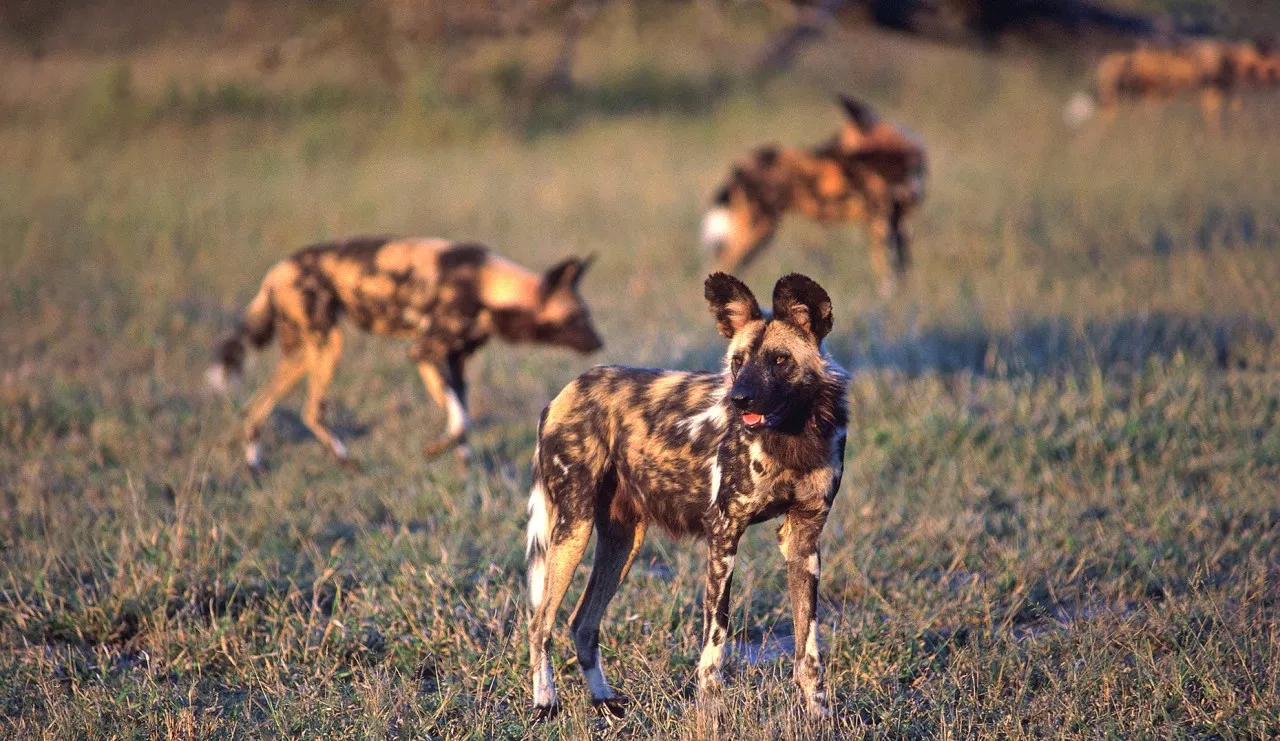 African Wild Dogs to Have Their Own Sperm Bank for Survival