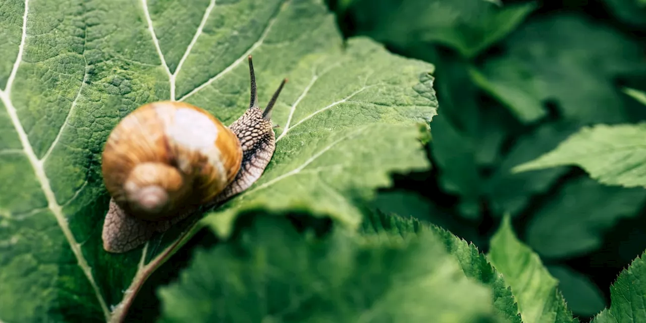 Einfacher Garten-Trick: Kurioses Mittel hält Schnecken von Ihren Pflanzen fern