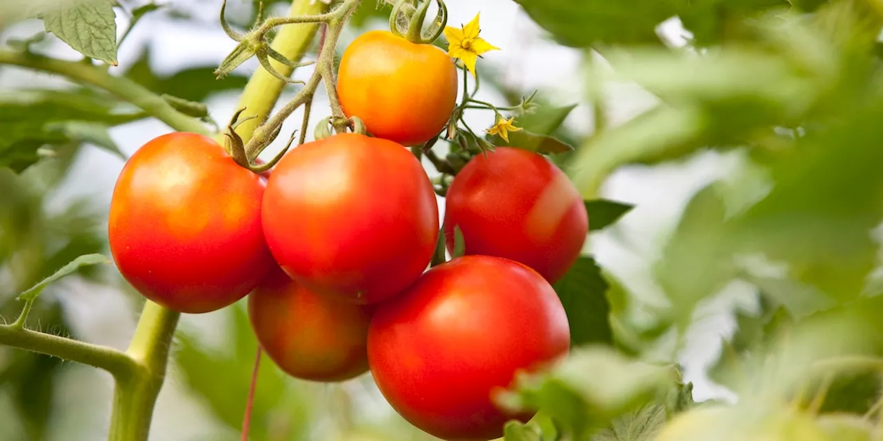 Hausmittel für das Wachstum von Tomaten