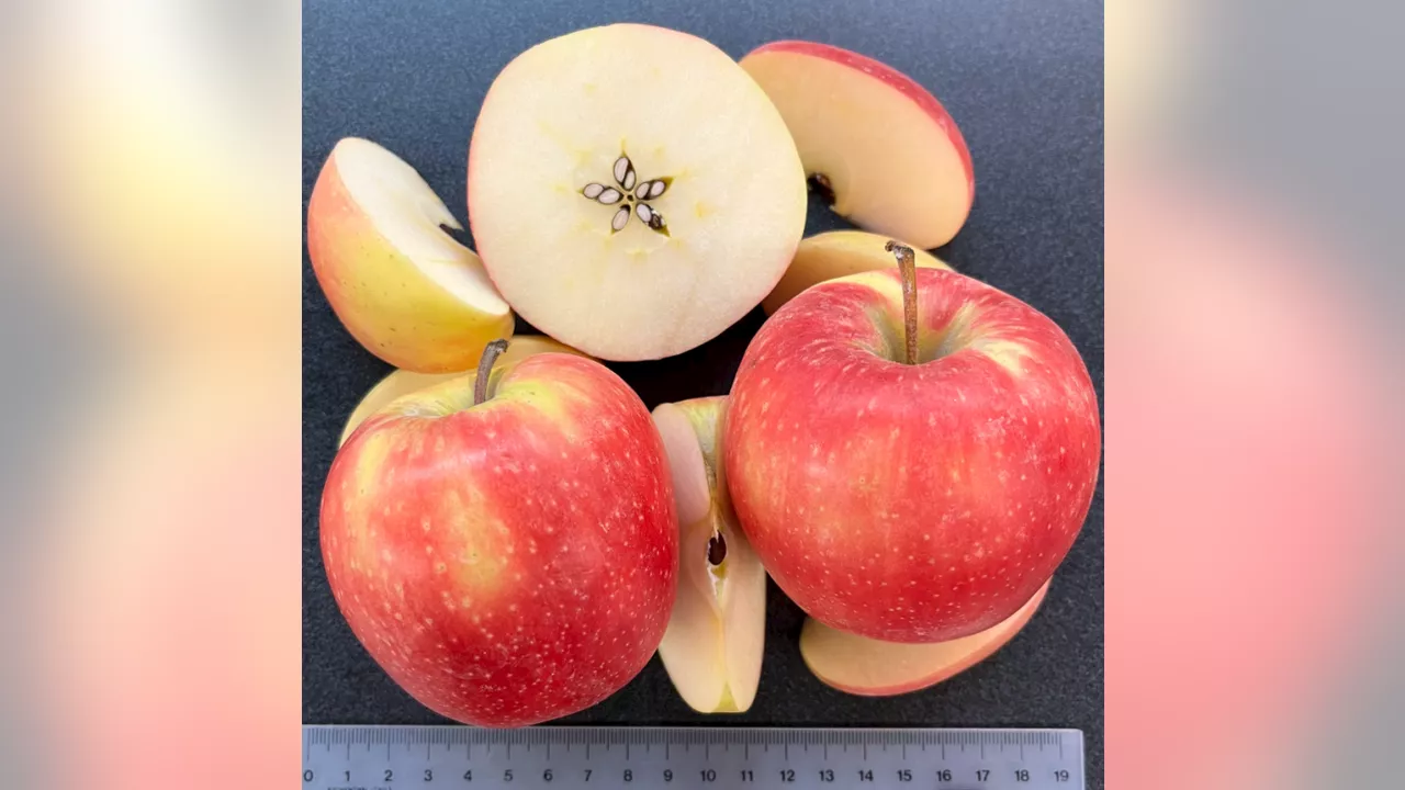 Help Name the New Apple Variety, WA 64