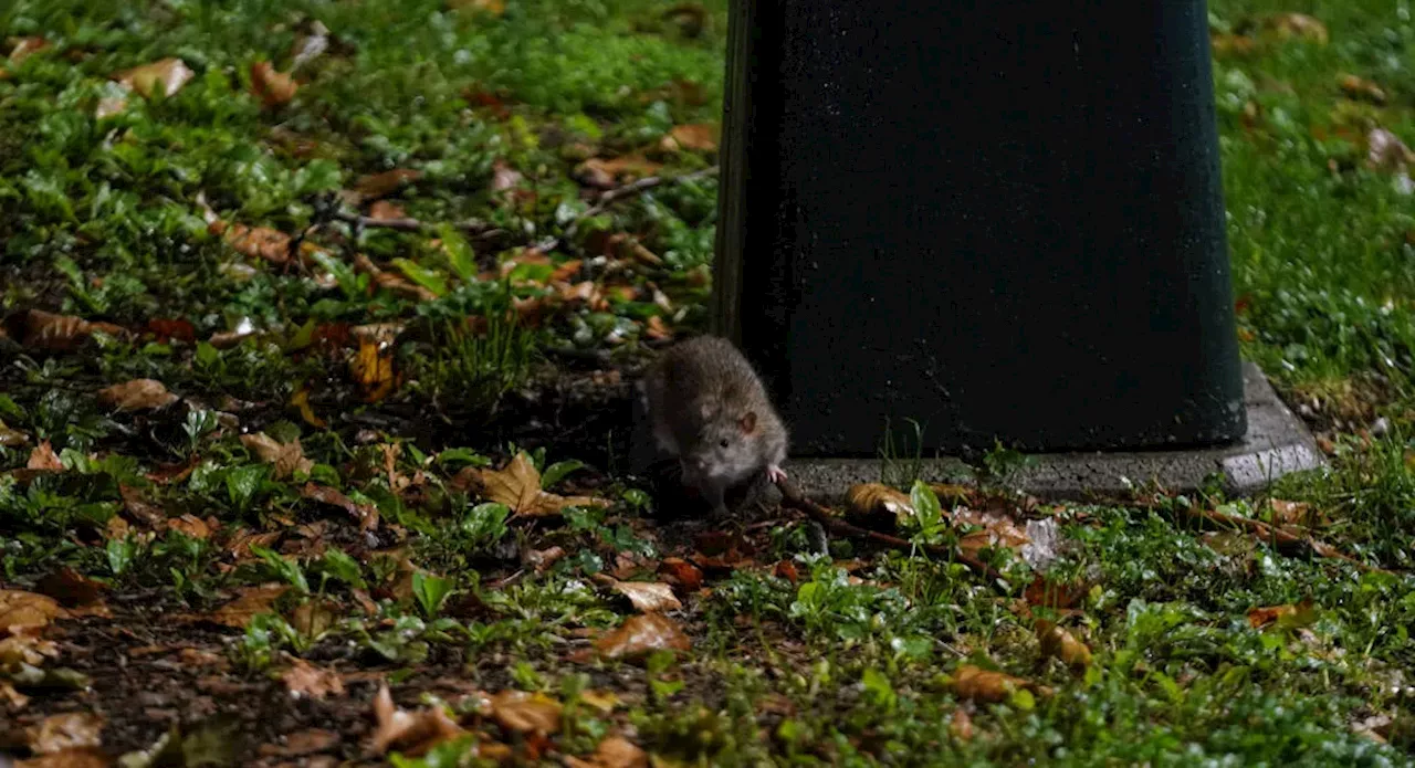 Leptospirosis, transmitted by rat urine, is on the rise in NYC, health officials warn