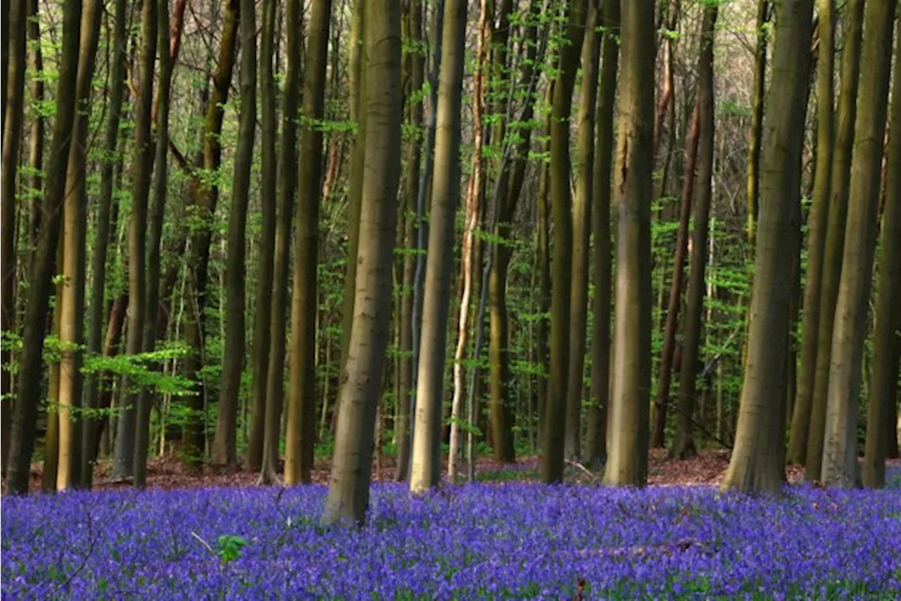 IN BEELD. Hyacintenfestival in Hallerbos geopend