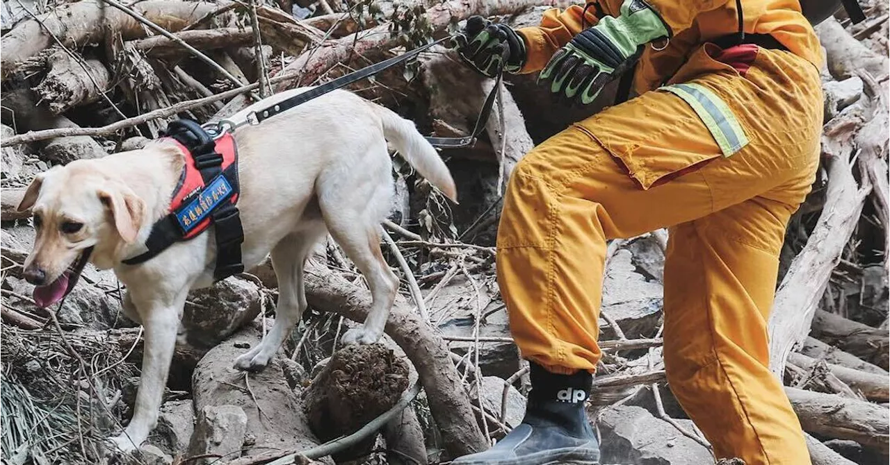 Failed Drug-Sniffing Dog Becomes Icon In Taiwan's Earthquake Recovery