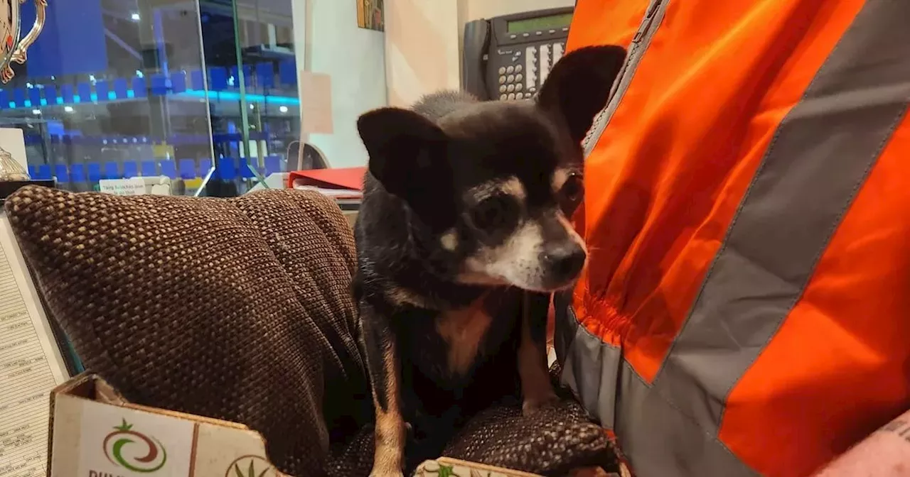 Iarnrod Eireann search for owner of ‘lost little dog’ found in Heuston Station