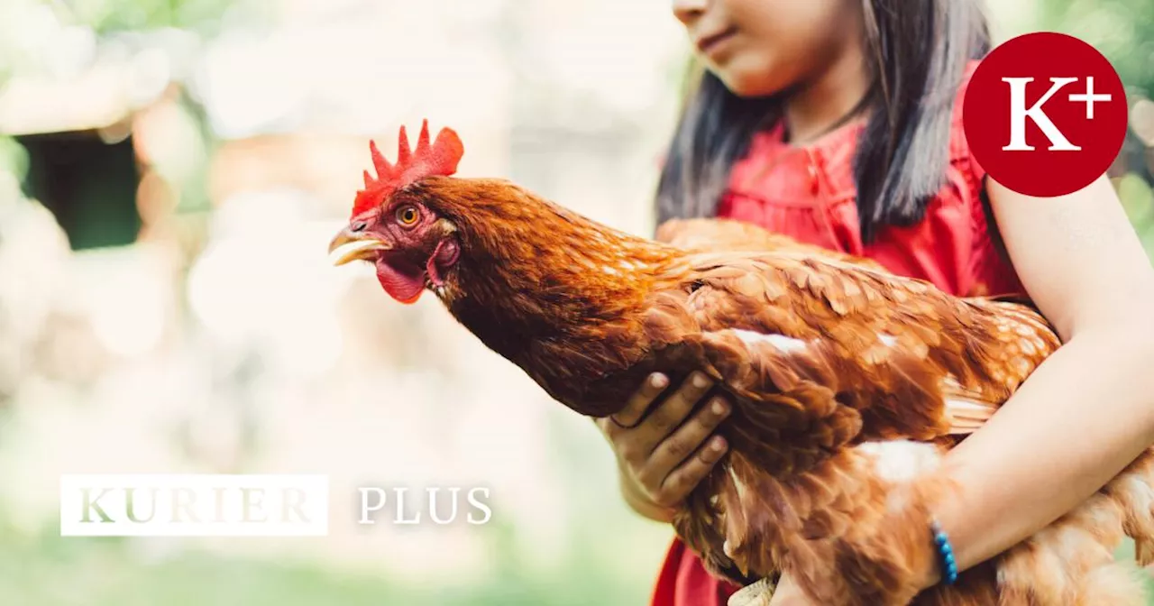 Der Traum vom Eigenhuhn: Wie es wirklich ist, Hühner im Garten zu halten