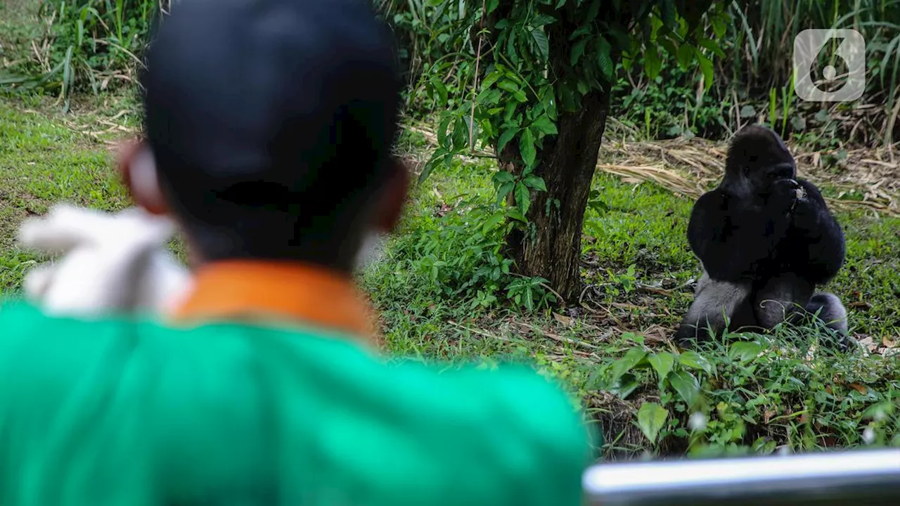 Gorilla 'Komu' to Celebrate 27th Birthday at Taman Margasatwa Ragunan