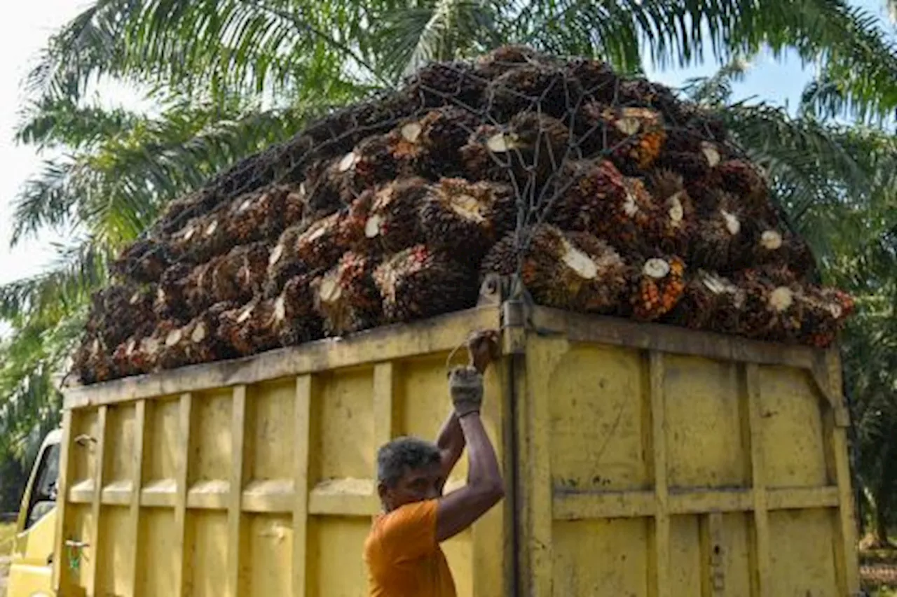 Kementan Siapkan Beasiswa Perkebunan Kelapa Sawit untuk 3000 Orang