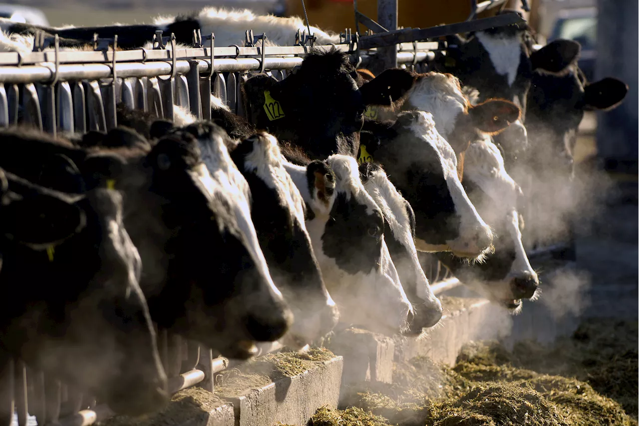 Bird Flu Outbreak in U.S. Dairy Cows Raises Concerns