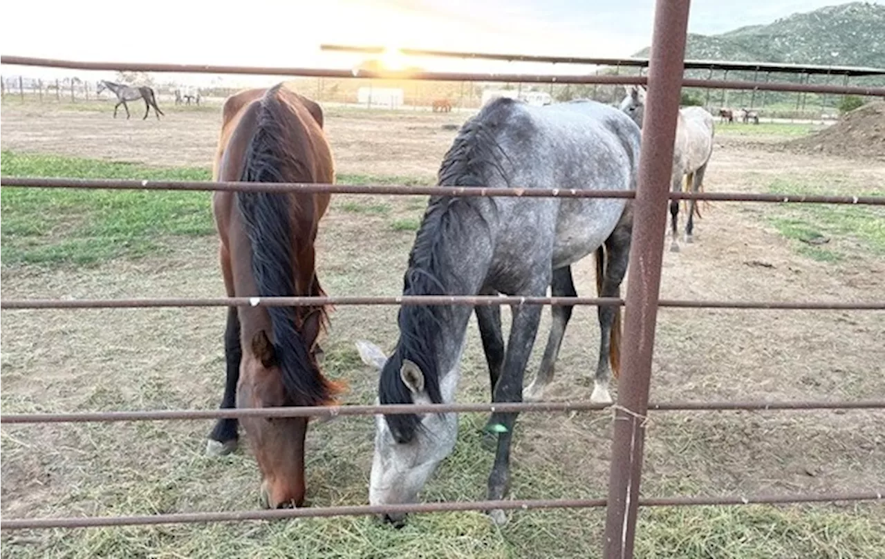 Horses confiscated during neglect investigation now available for adoption