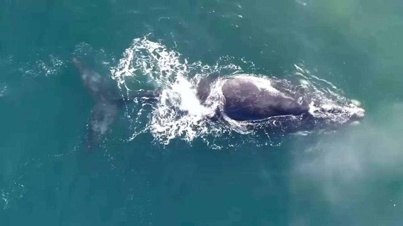 Entangled North Atlantic Right Whale Spotted off New England