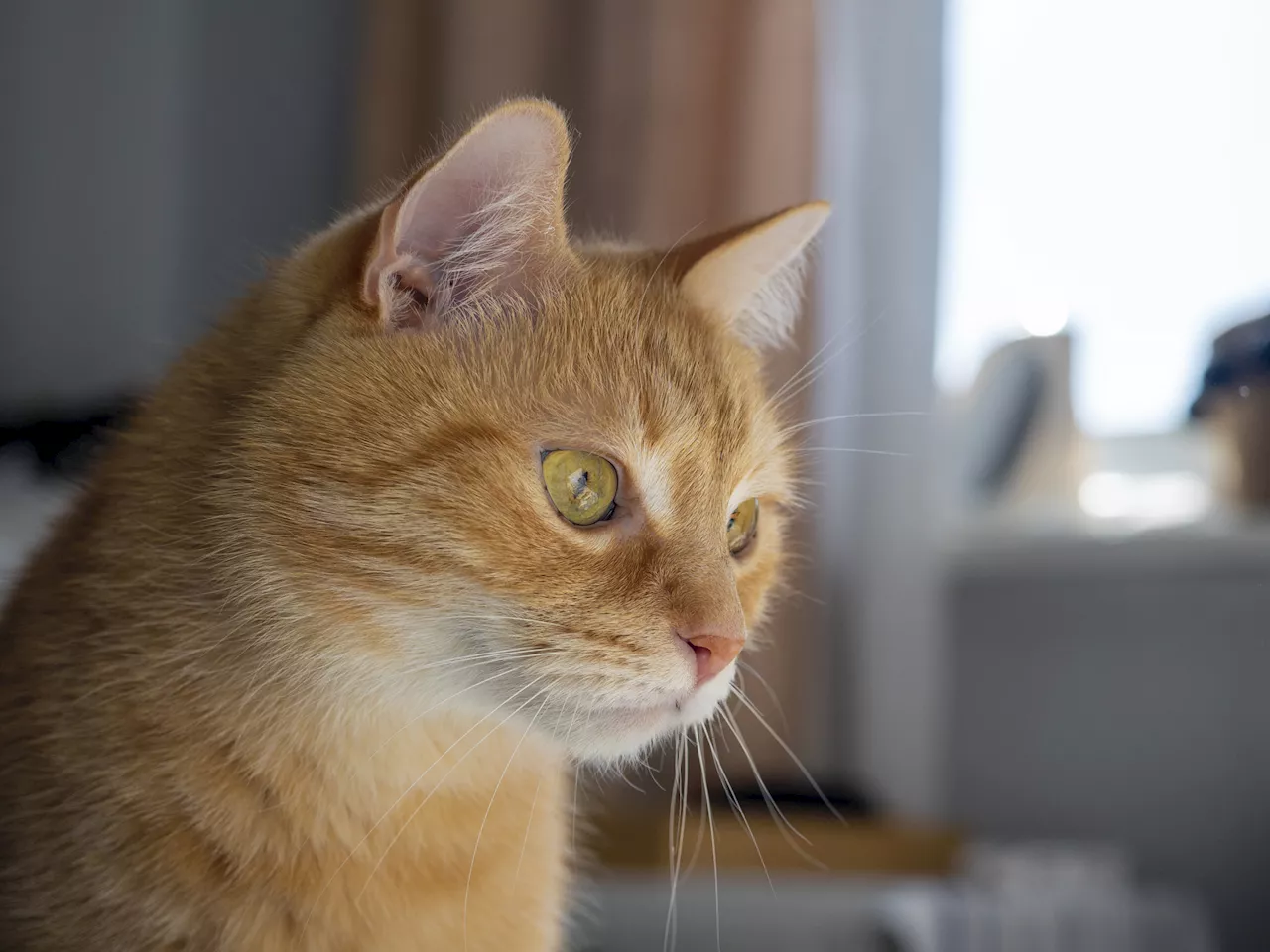 Cat's Reaction to New Kittens Backfires on TikTok User