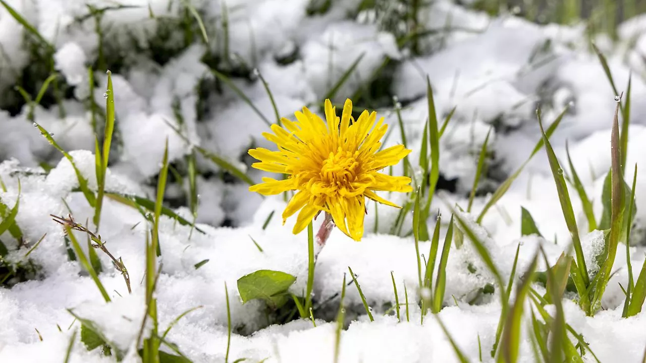 Frost Mitte Mai: Fallen die Eisheiligen durch den Klimawandel weg?