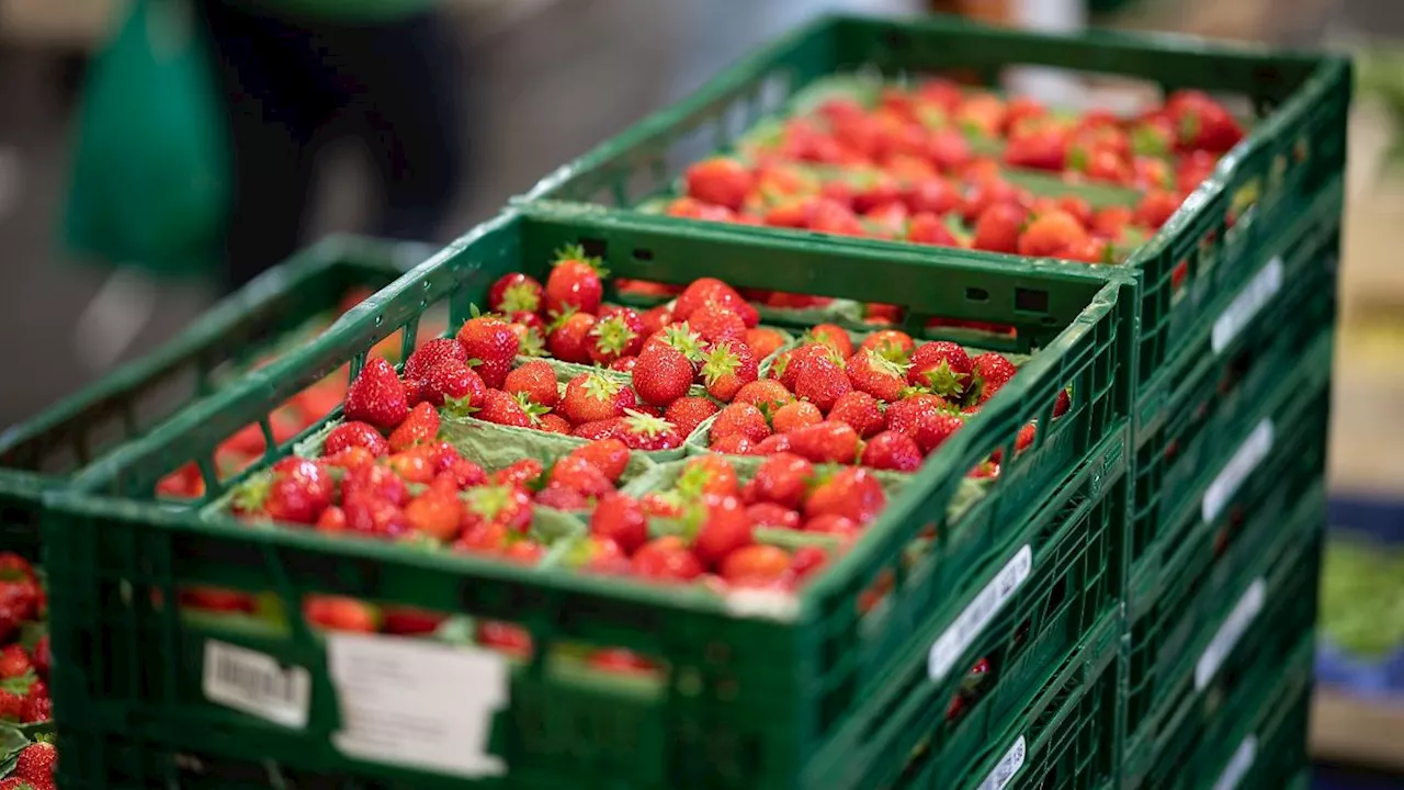 Rheinland-Pfalz & Saarland: Verbände: Erdbeeren können früh geerntet werden