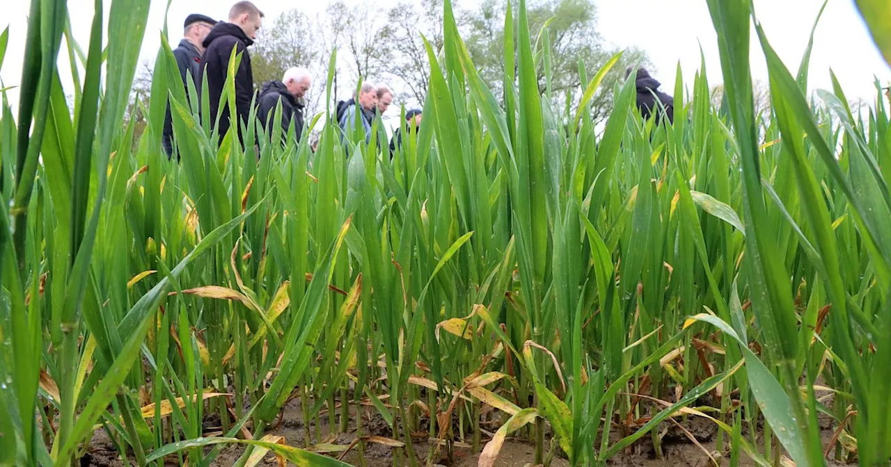 Nasse Witterung beeinträchtigt Ernteertrag in Enger und Spenge