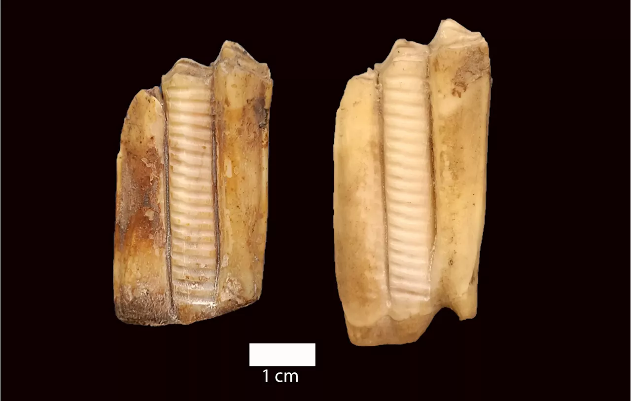 7,200 Years Ago: How Neolithic Shepherds Navigated the Complexities of Early Agriculture