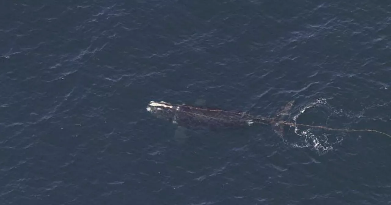 North Atlantic Right Whale Spotted Entangled in Rope off New England