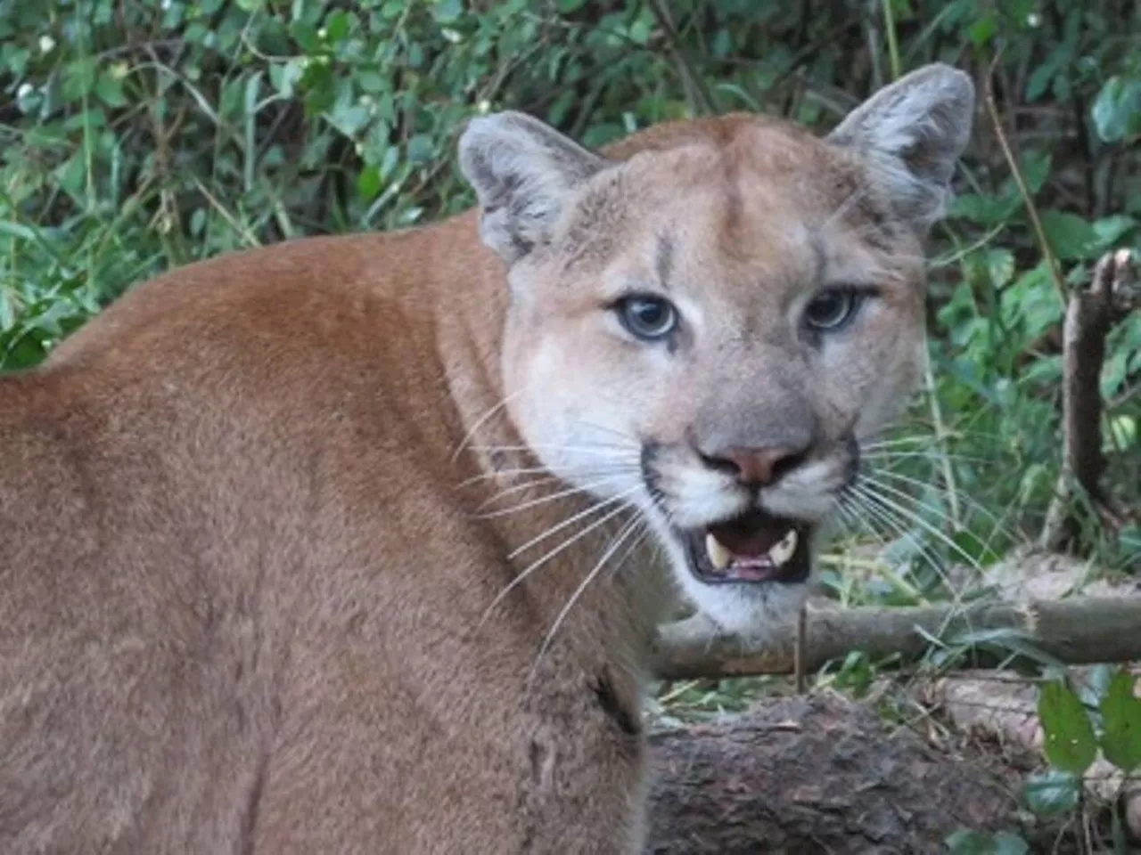 Cougar sighted in Saanich backyard near Marigold Park