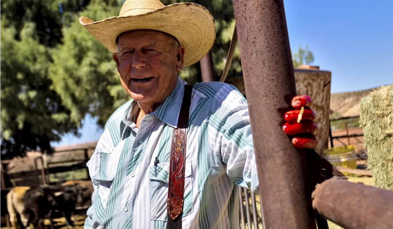 Bundy cattle are still grazing disputed rangeland 10 years after armed standoff