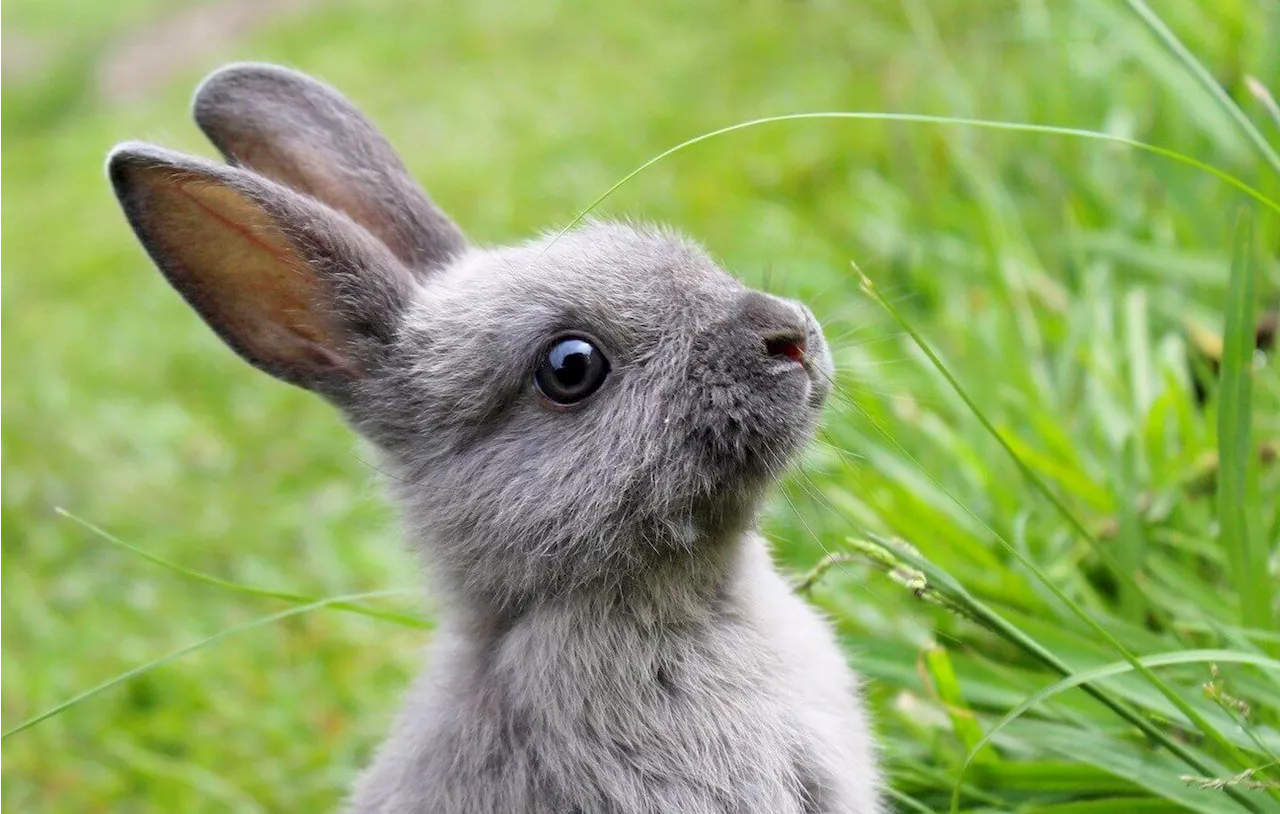 Définition : D’où vient l’expression « poser un lapin » ?