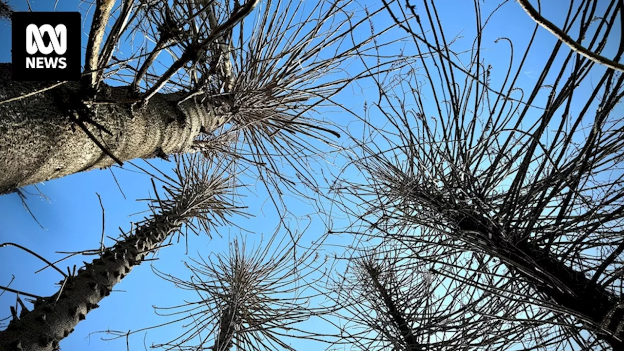 Dieback summit looks for solutions as ancient bunya pine 'skeletons' spread beyond national parks