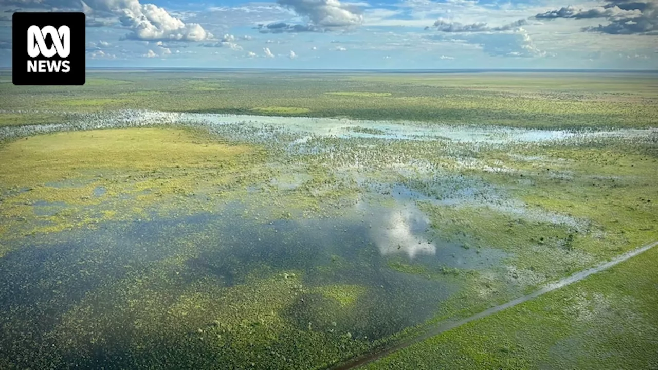 Huge wet season sees pastures and cattle thrive in Barkly after devastating bushfires last year