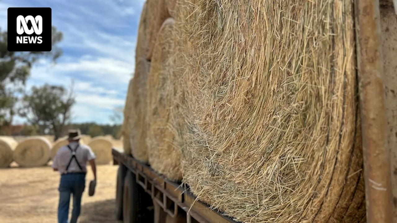 WA government launches dry season task force amid feed shortage, says 'farmers need to be prepared'