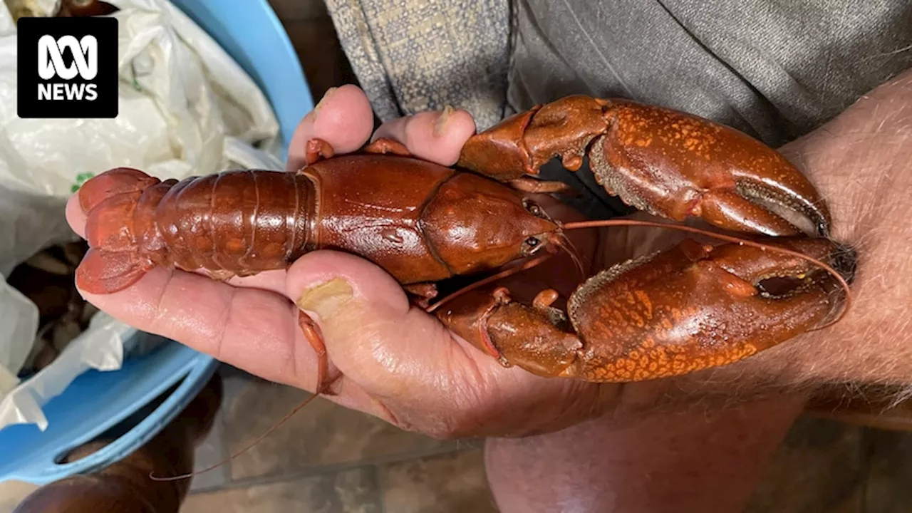 Yabbying still elicits a sense of nostalgia in landlocked Aussies eager for some 'inland lobster'