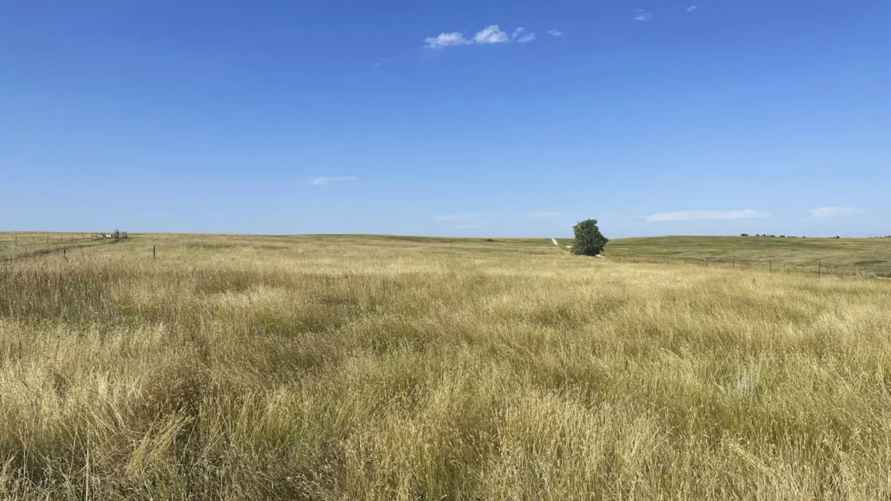 Native American-led nonprofit says it bought 40 acres in the Black Hills of South Dakota