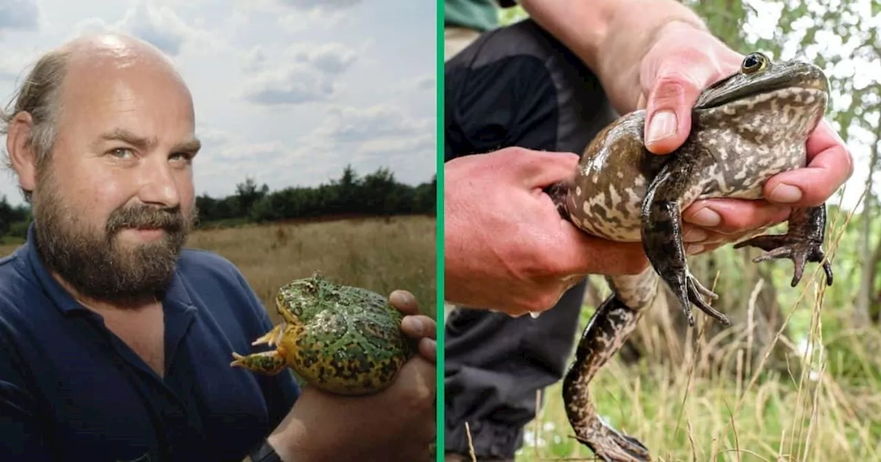 North-West University Identifies First New African Bullfrog Species in Over a Century in Namibia