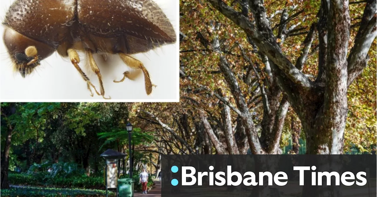 Record High Temperatures in Western Australia Lead to Removal of Shade Trees