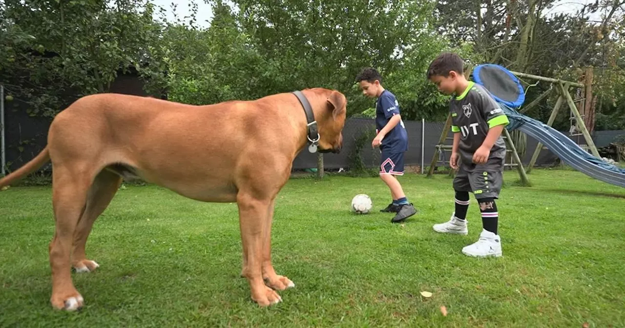 Martin Rütter schockiert, als Kind sich gegen 55-Kilo-Hund durchsetzen soll