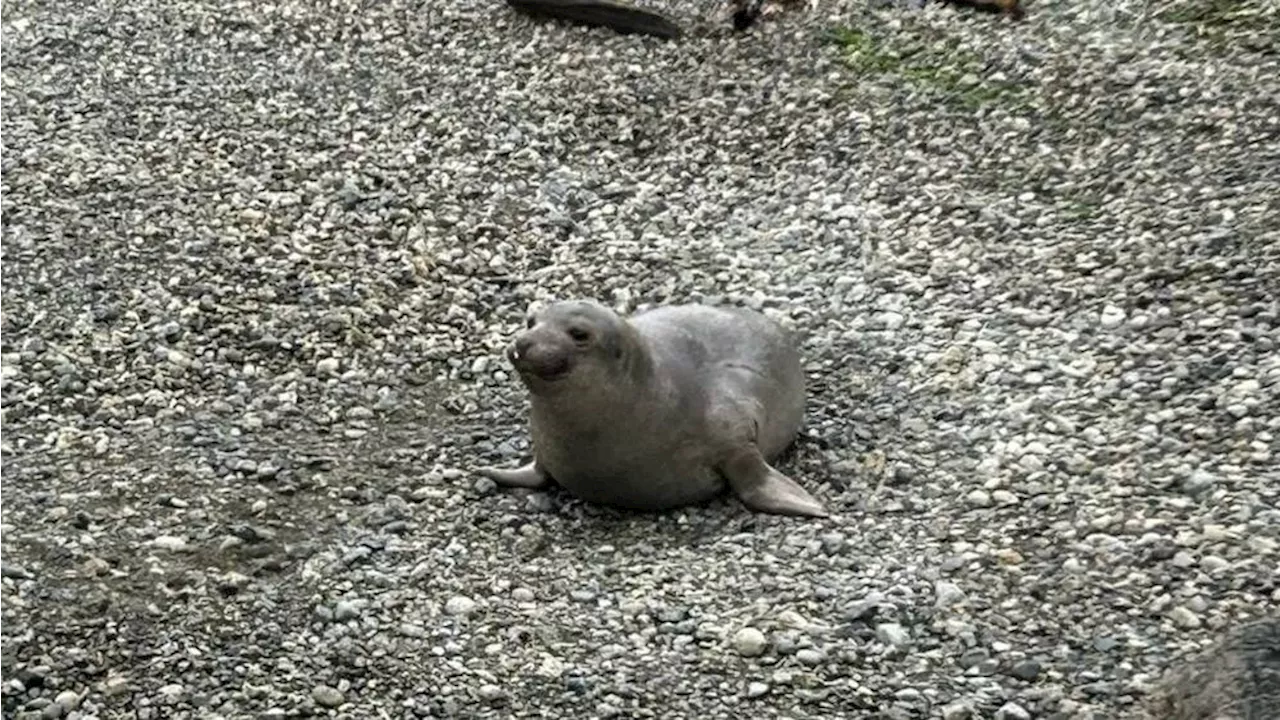 Speculation about the Return of Celebrity Elephant Seal Emerson in Victoria