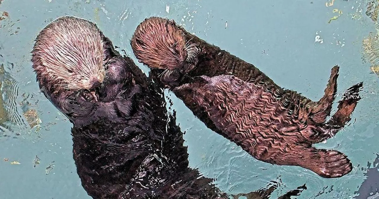 Orphaned sea otter pup welcomed to new home at Aquarium of the Pacific in Long Beach