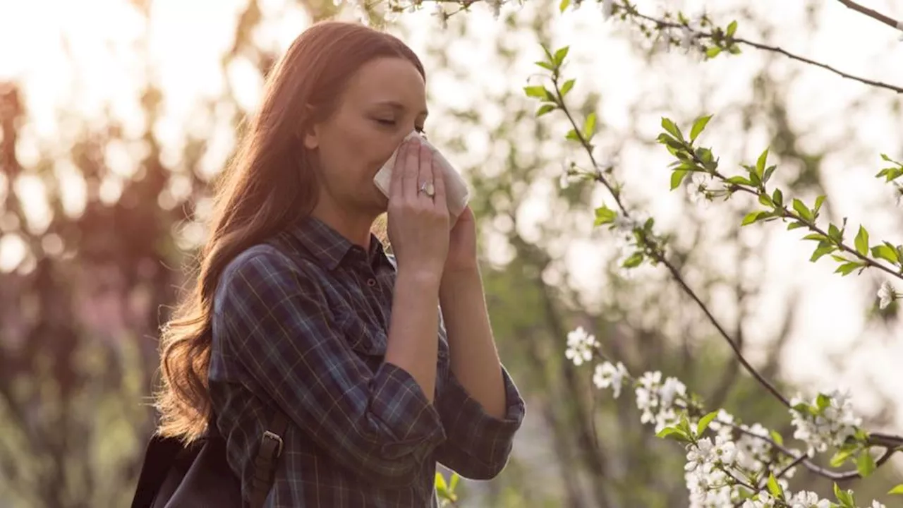 Allergies aux pollens : les trois quarts du pays en alerte vigilance rouge