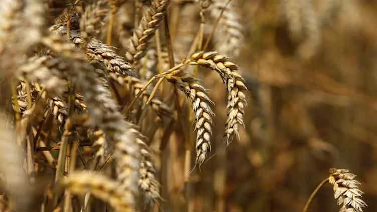 Strong westerly starts producing heavy rains as farmers get ready for wheat harvesting