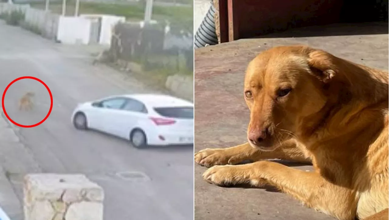 Cagnolina investita e uccisa in un cantiere ad Alcamo