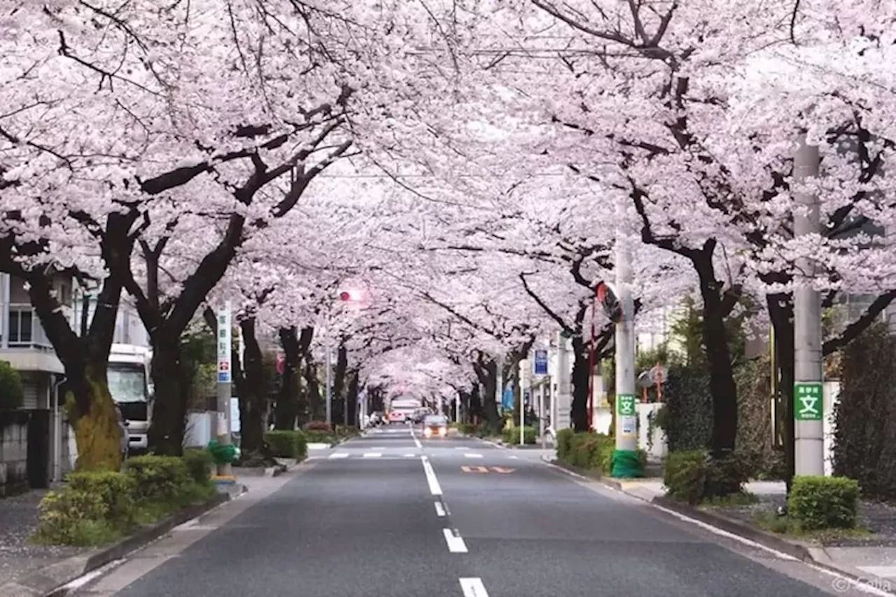 Viral, Turis Asal Indonesia Rusak Sakura di Jepang