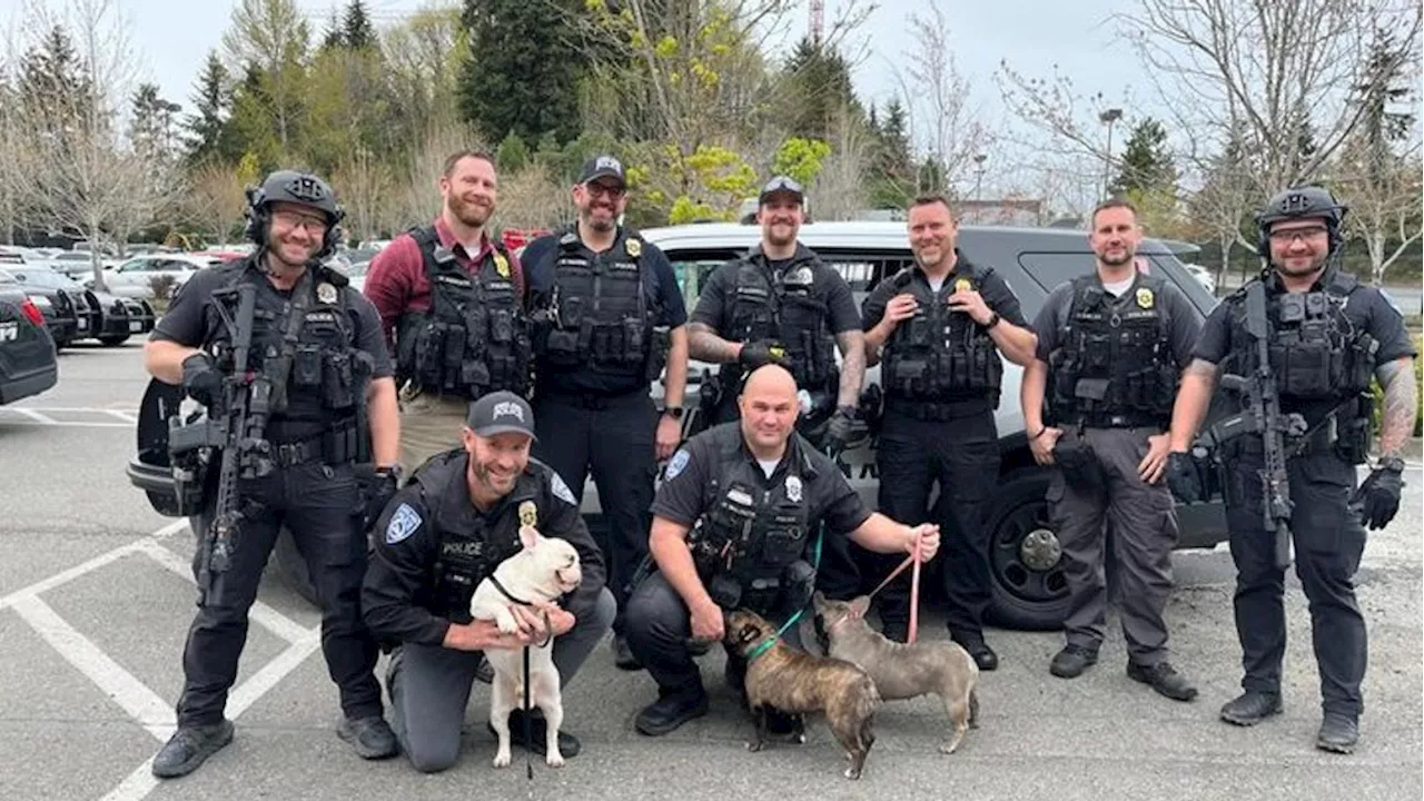 Kirkland Police return stolen, post-surgery French Bulldogs to owners