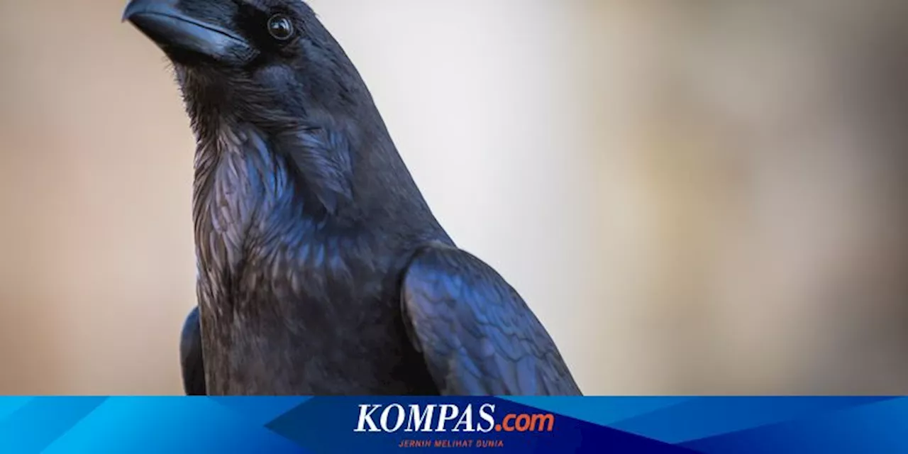 Berhasil Tiru Suara Sirene, Aksi Burung Ini Buat Polisi Inggris Bingung